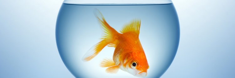 Me Waarnemen Transparant Beste Vissenkom van 2023 – 8 Best Geteste Vissenkommen